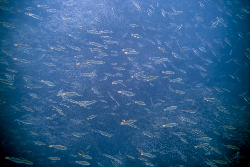 Cyprichromis sp. 'dwarf jumbo' Nondwa Point